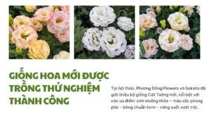 Hoithaohoacatuong (3)