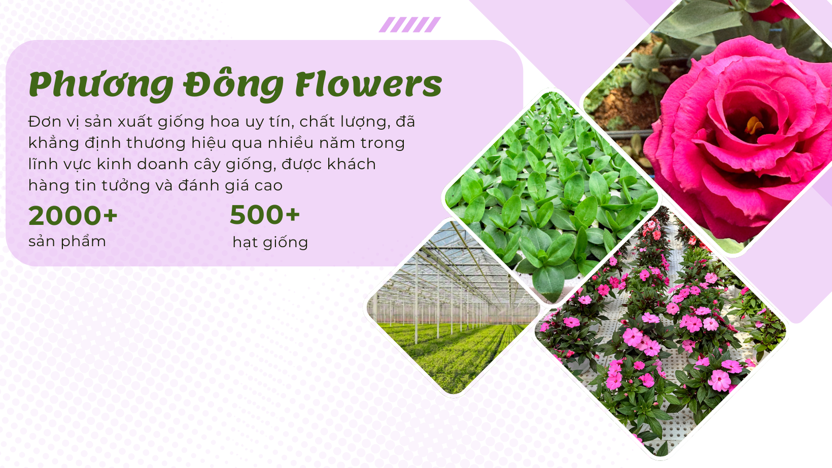 Phuongdongflowers-about-01