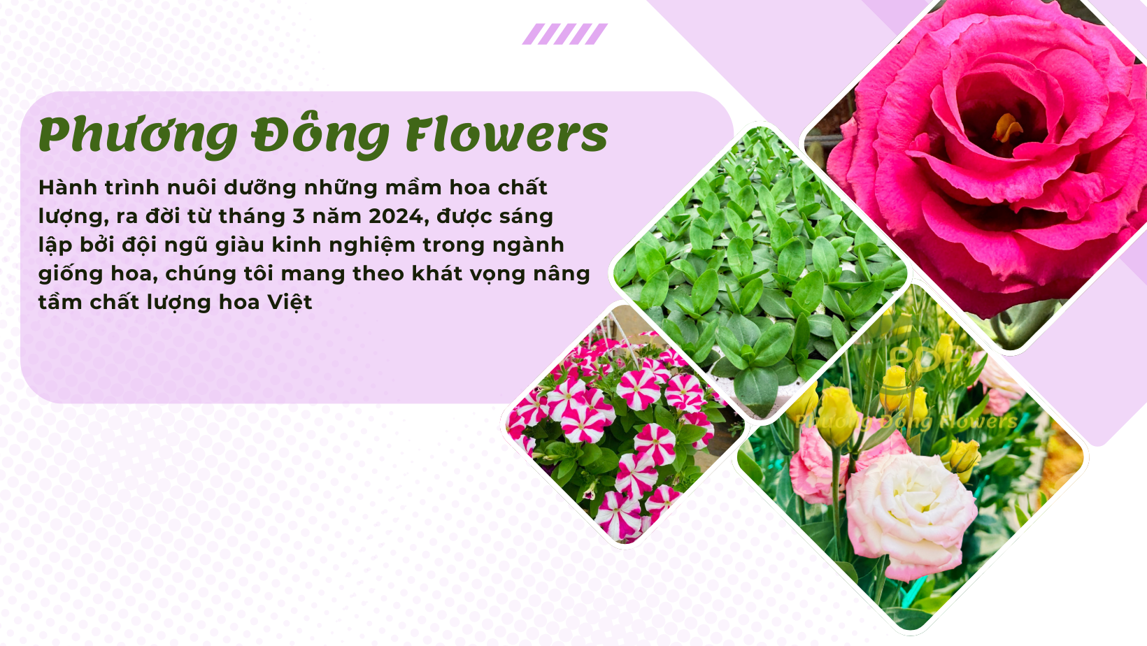 Phuongdongflowers-about-02